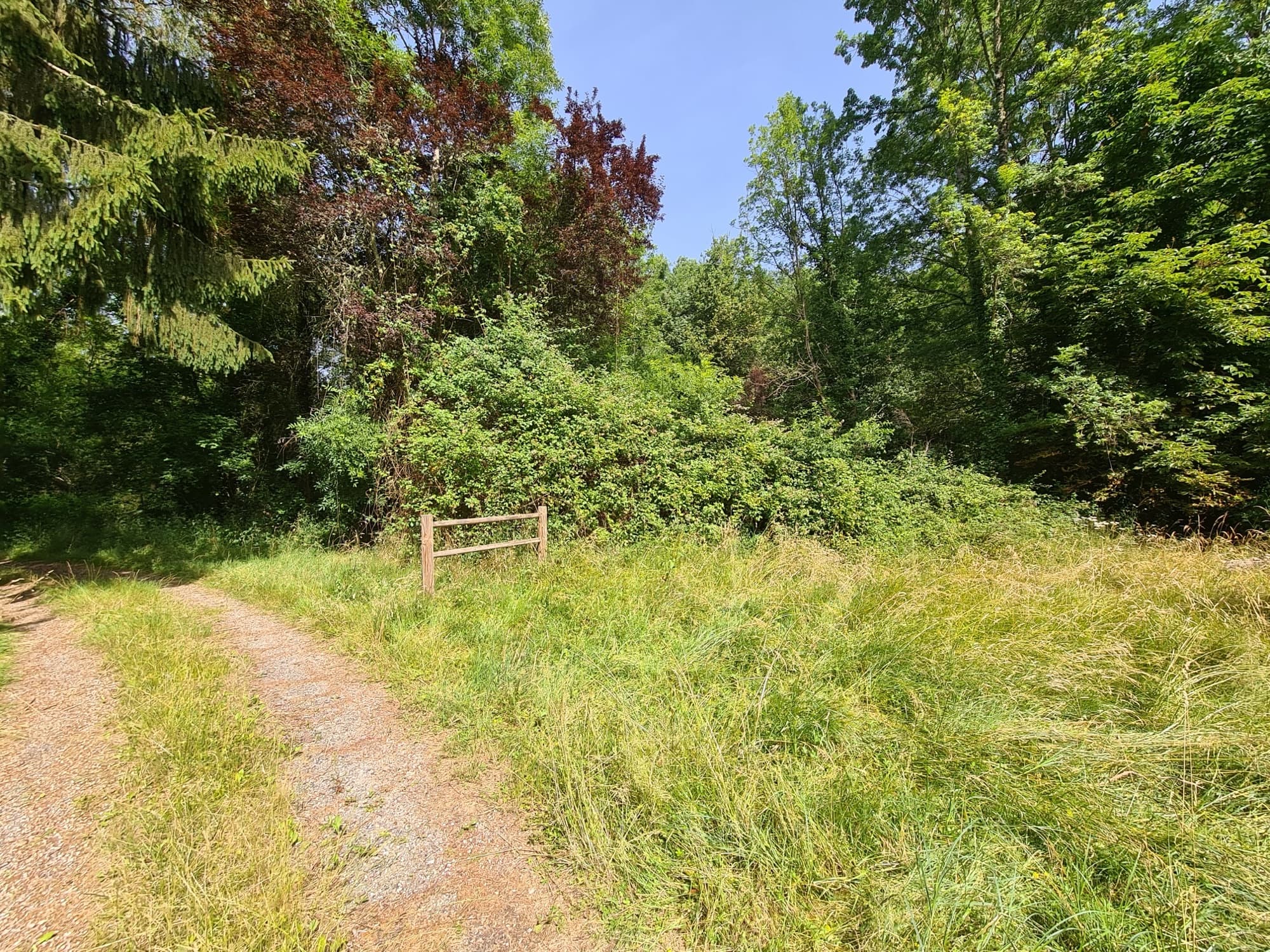 Sous-bois girondin fraîchement débroussaillé par O’Jardins d’Aquitaine, lisière nette le long d’un chemin