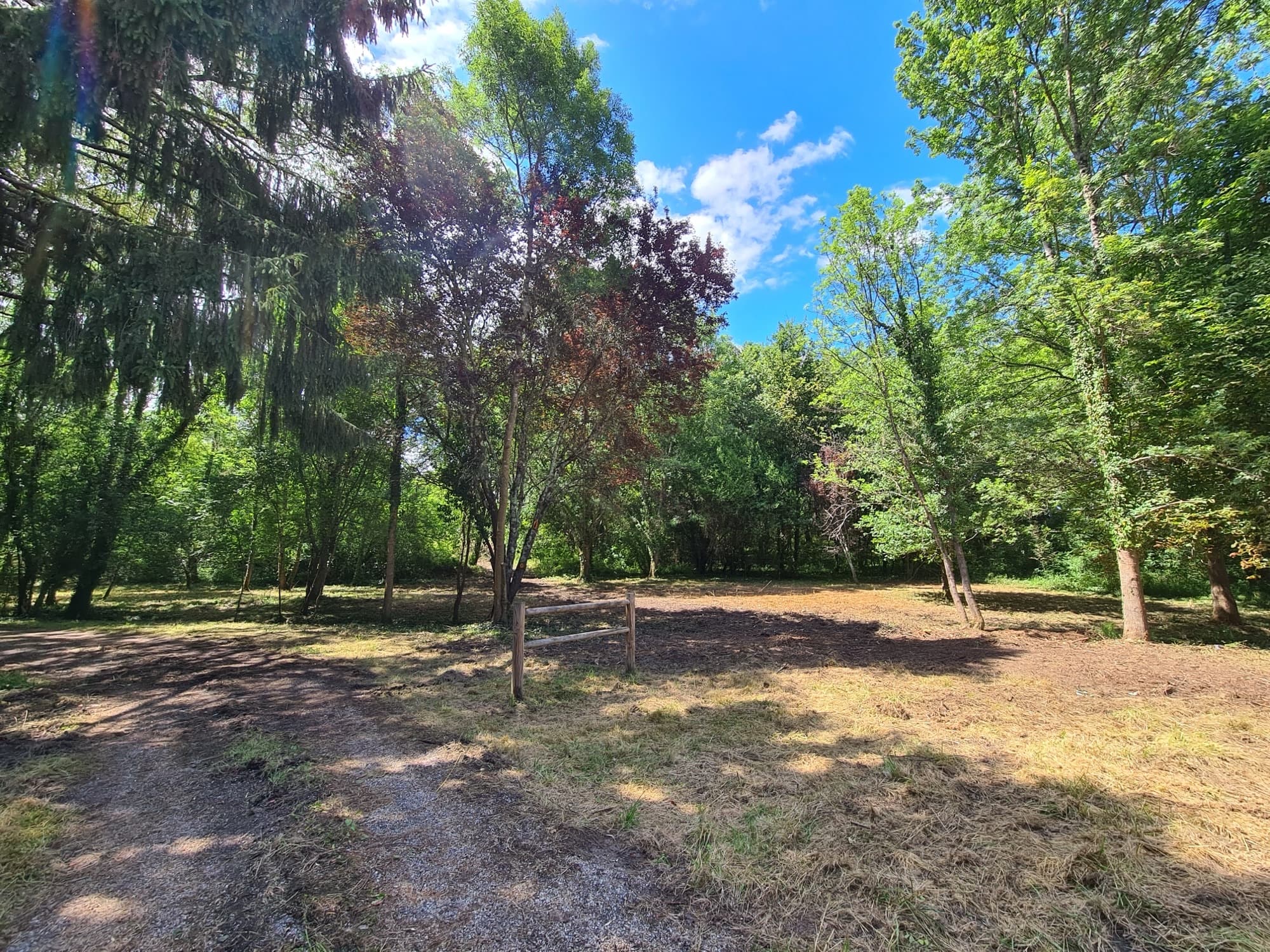 Intérieur du même sous-bois après débroussaillage : sol net entre les arbres conservés